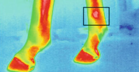 马蹄红外热像仪情况
