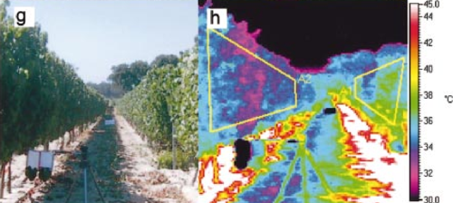 葡萄树行侧视图的红外热图像